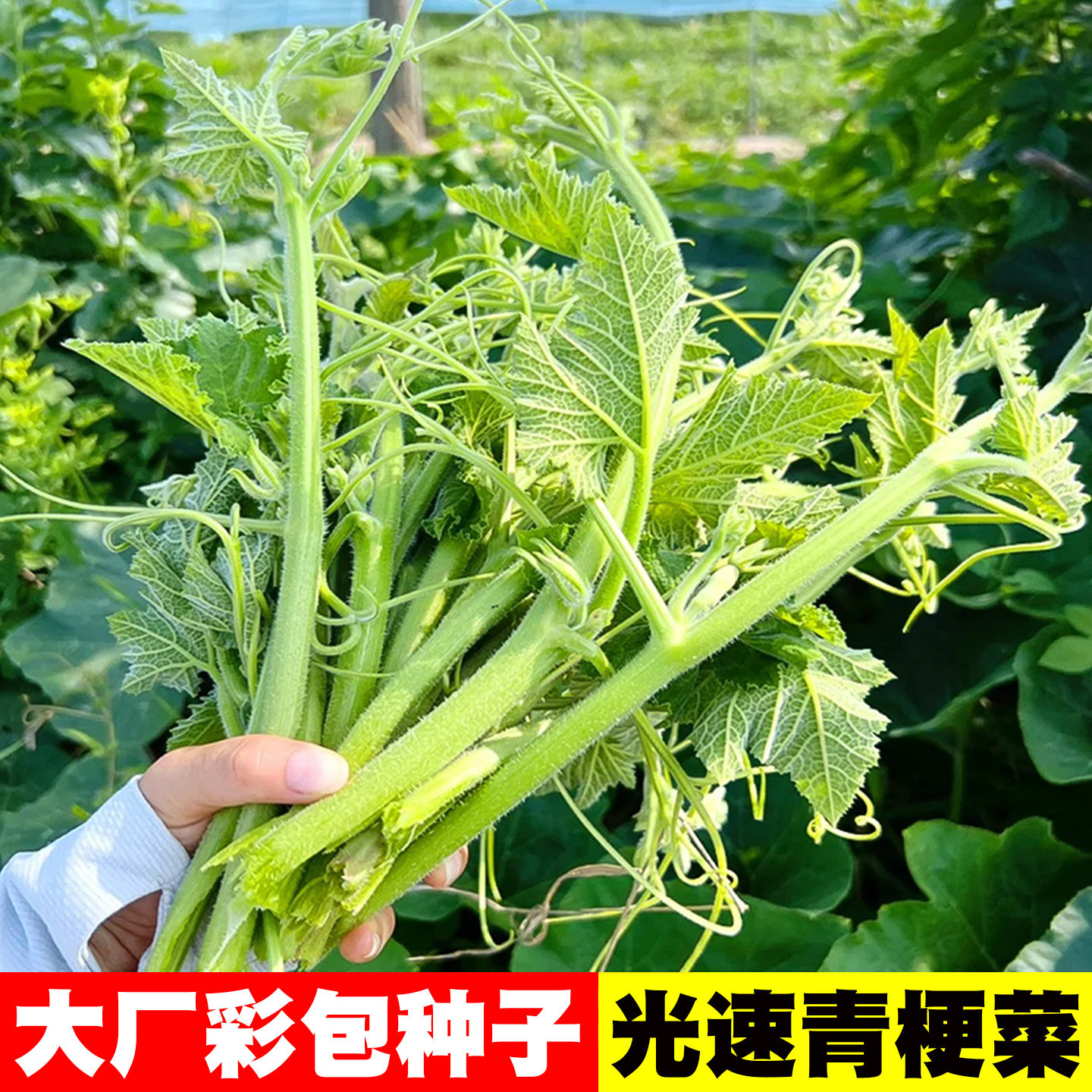 南瓜尖种子脆嫩藤茎种籽南瓜苗南瓜蔓南瓜嫩藤头高产南瓜尖种籽孑