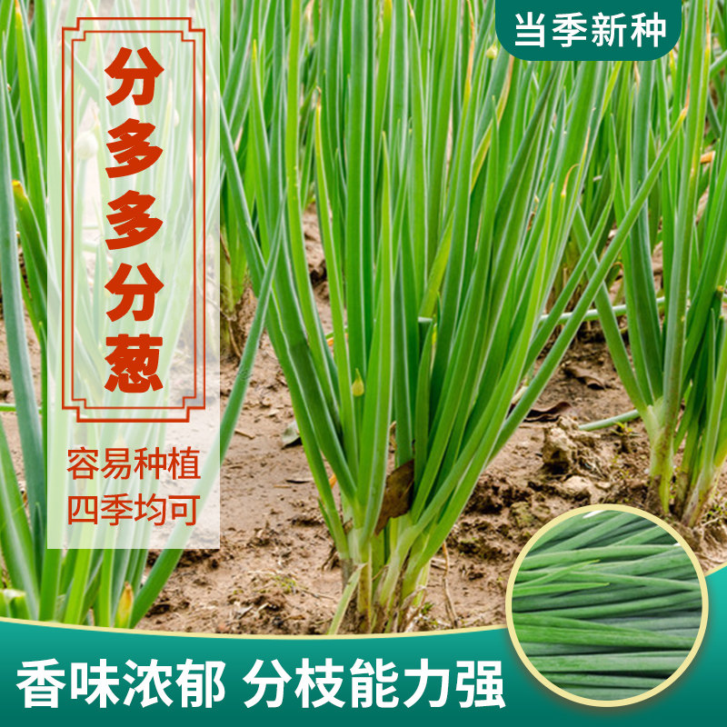 分多多小葱种子香味浓四季种香葱种籽阳台盆栽老品种本地分葱种孑