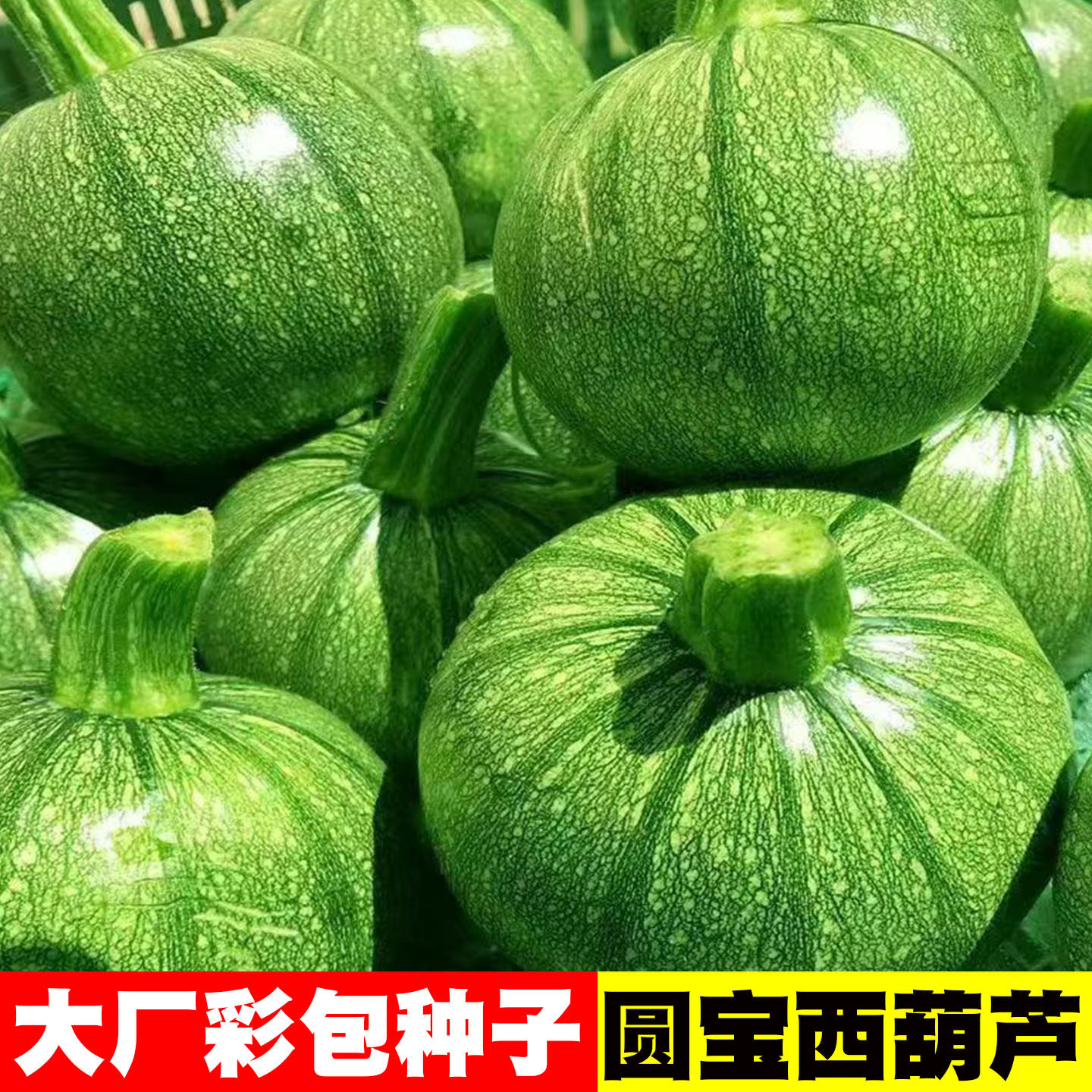 绿圆宝西葫芦种子圆葫芦种籽无蔓嫩南瓜短蔓笋瓜老品种西葫芦籽种