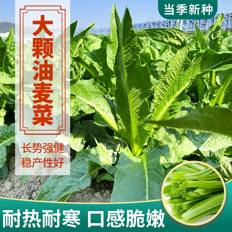 油麦菜种子籽孑大全四季阳台种植蔬菜种子菜籽青菜种籽四季大全-封面