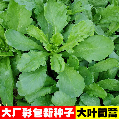 大叶茼蒿种子圆叶同蒿菜种籽