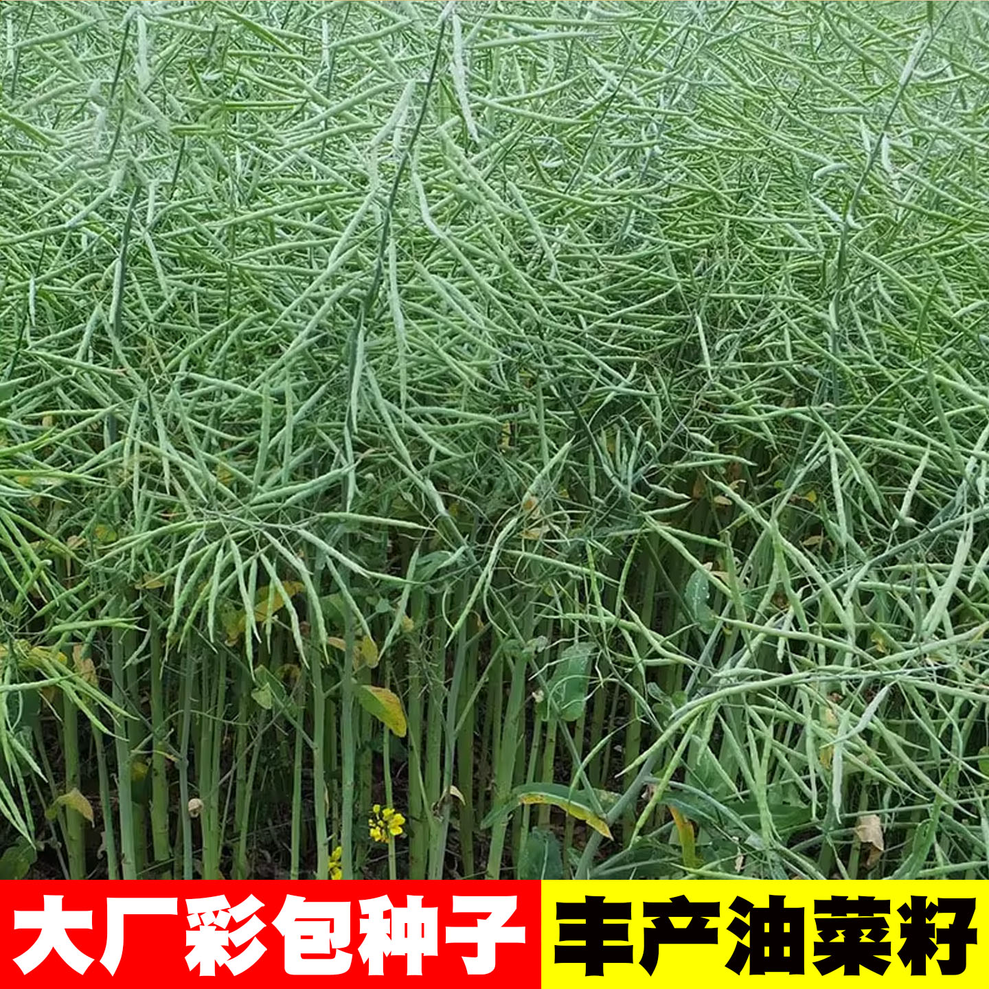 德5油778油菜籽种子籽