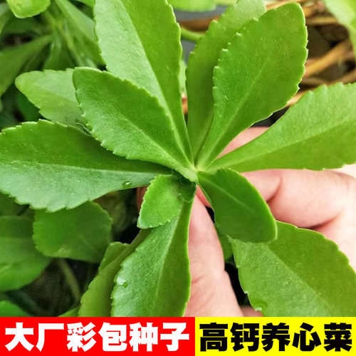 [菜药两用]高钙菜种子