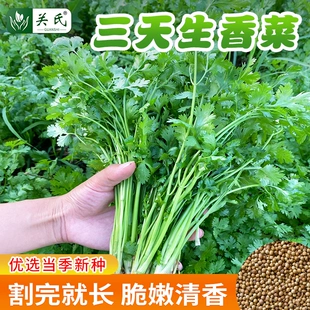 四季 香菜籽孑大叶小叶品种耐寒耐热芫荽速生阳台春夏香菜蔬菜种子