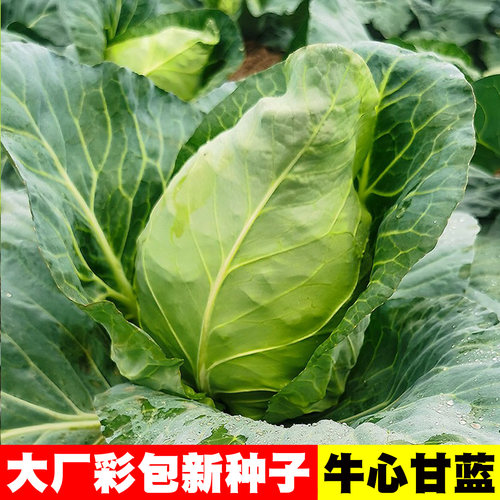 甘蓝菜种籽四季蔬菜种植