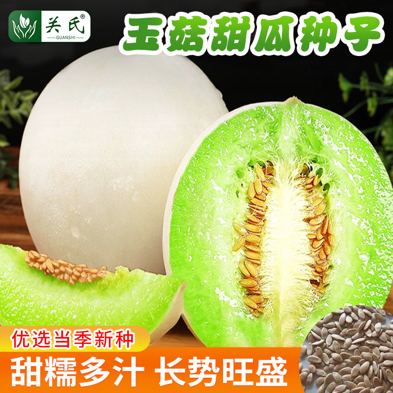 玉菇甜瓜种子白皮绿肉脆甜早熟香瓜种子哈密瓜四季易播种水果种子