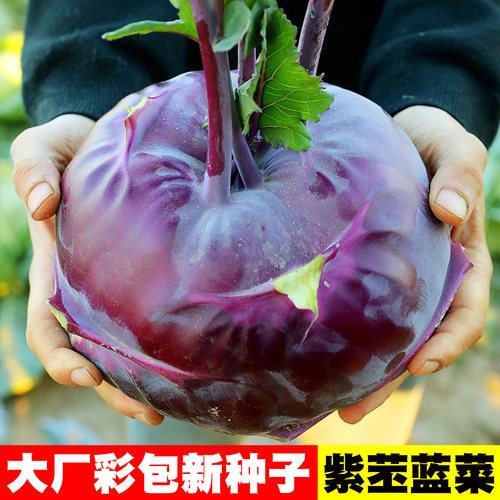 [广东大头菜]紫苤蓝种子苤兰种籽