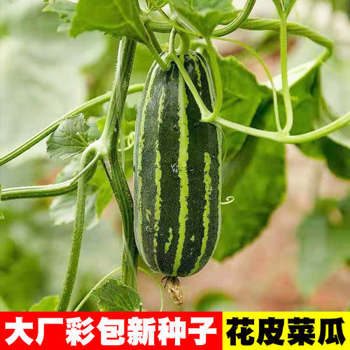 [高产量]青皮菜瓜种子