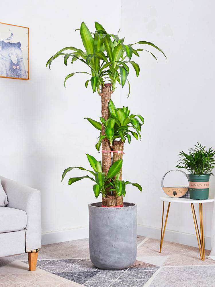 巴西木幸运木开花客厅绿色植物大盆栽高大家庭办公室大型室内好