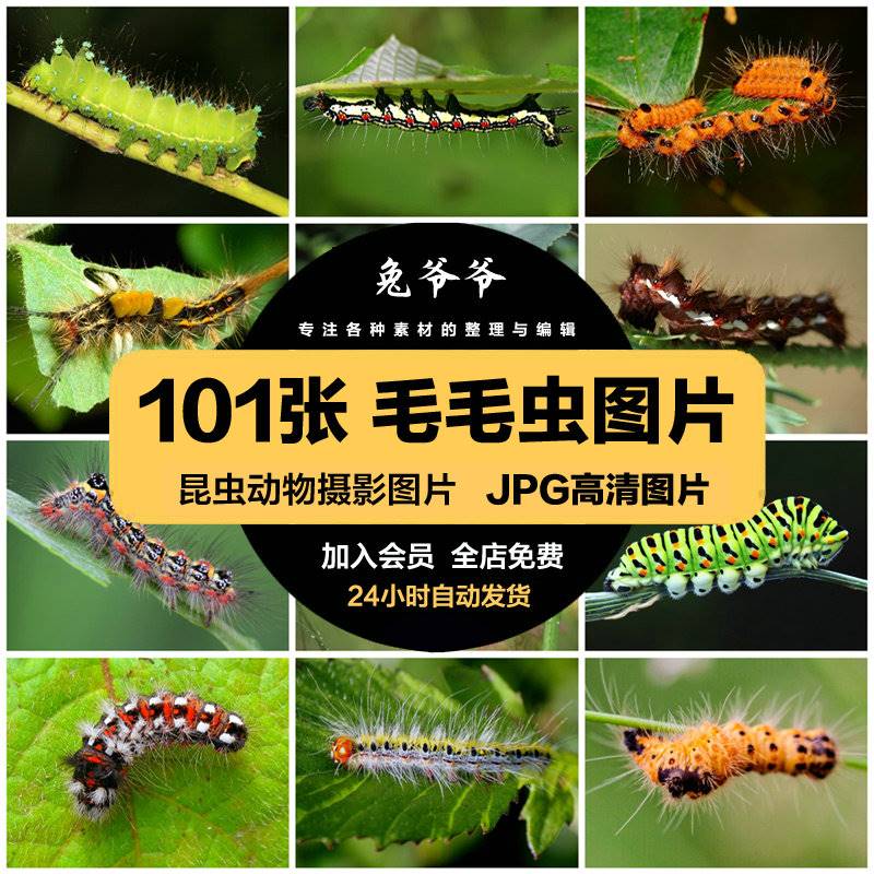 高清动物生物jpg图片毛毛虫蛾蛹幼虫美工设计喷绘打印合成素材