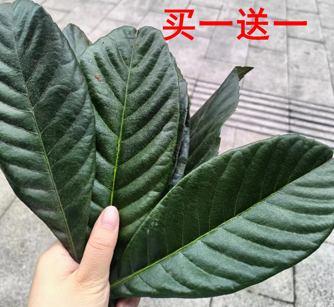 枇杷叶新鲜500g克煮水咳止老枇杷果树叶茶琵琶叶干纯天然可食用