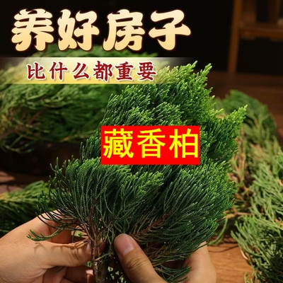 西藏藏香柏枝叶植物香薰料浓香型
