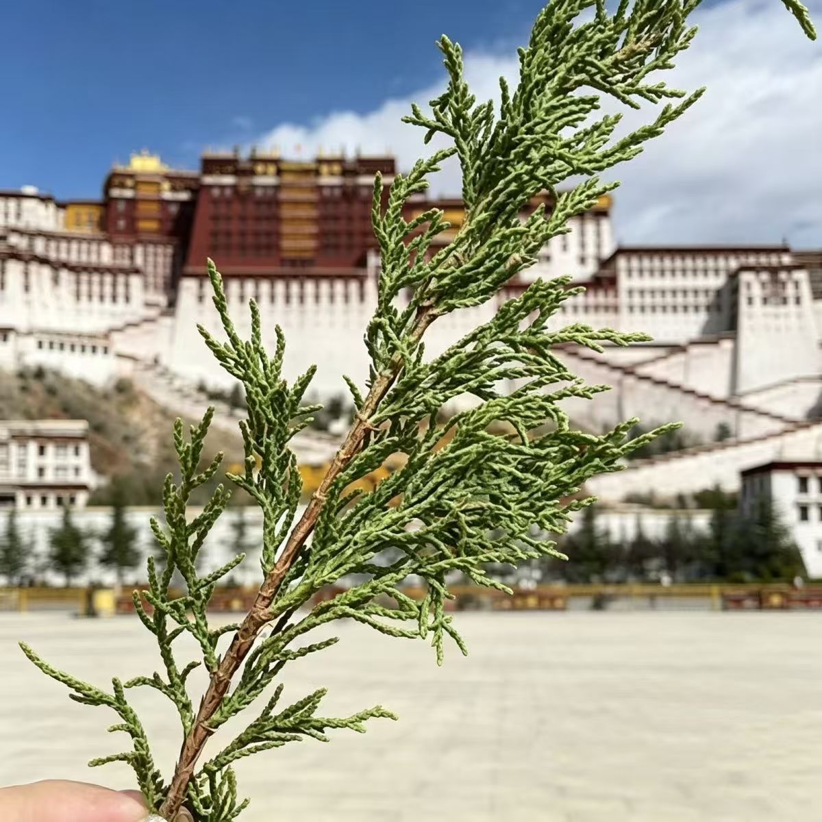 正宗西藏藏香柏枝叶供火柏香枝植