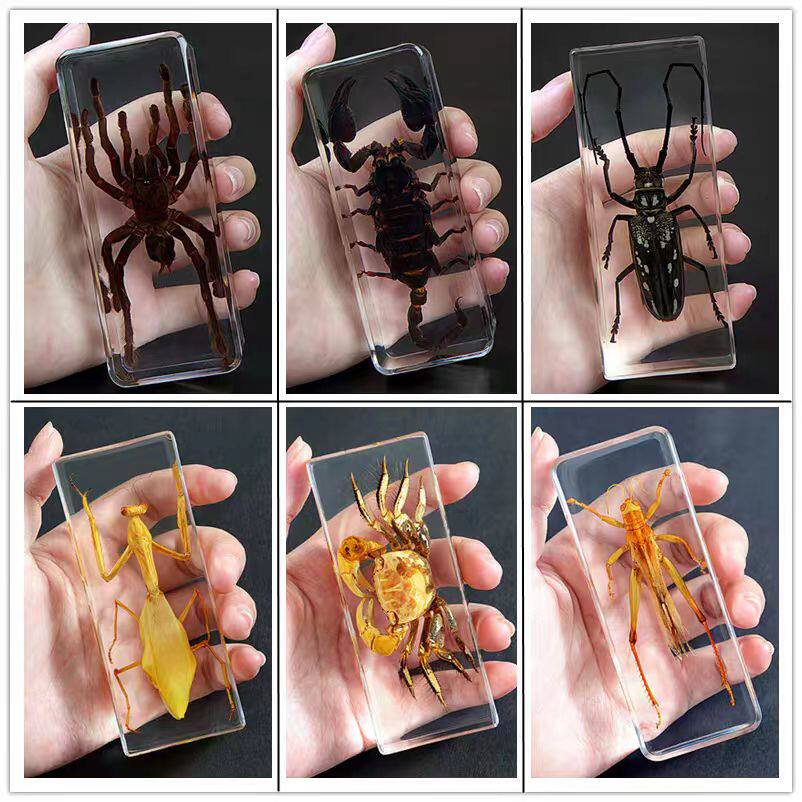 真实昆虫标本幼儿园动物琥珀树脂摆件甲虫蜈蚣蝎子蜘蛛螳螂星天牛