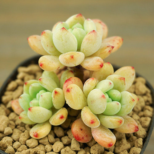 凝脂莲老桩多肉植物群生悬崖桩有香气果冻香格里拉室内花卉好养