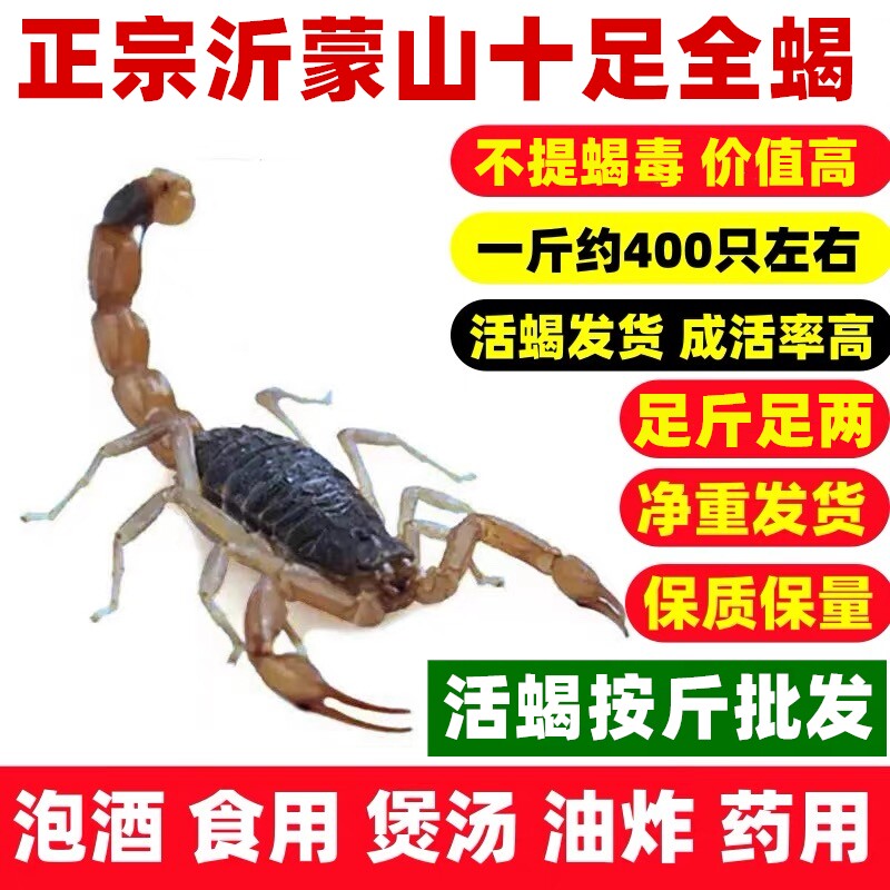 蝎子活虫一斤沂蒙山野性十足全蝎批发活蝎子油炸泡酒煲汤药用包邮