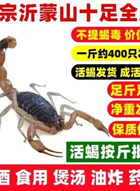 蝎子活体一斤沂蒙山野性十足全蝎批发活歇子油炸泡酒煲汤药用包邮