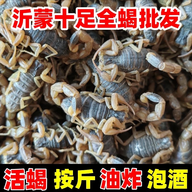 沂蒙全蝎按斤卖1斤约400-500只
