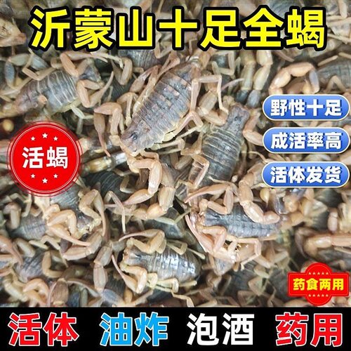 蝎子活蝎子正宗沂蒙山十足全蝎沂蒙活歇子全竭活竭子活体活虫包邮