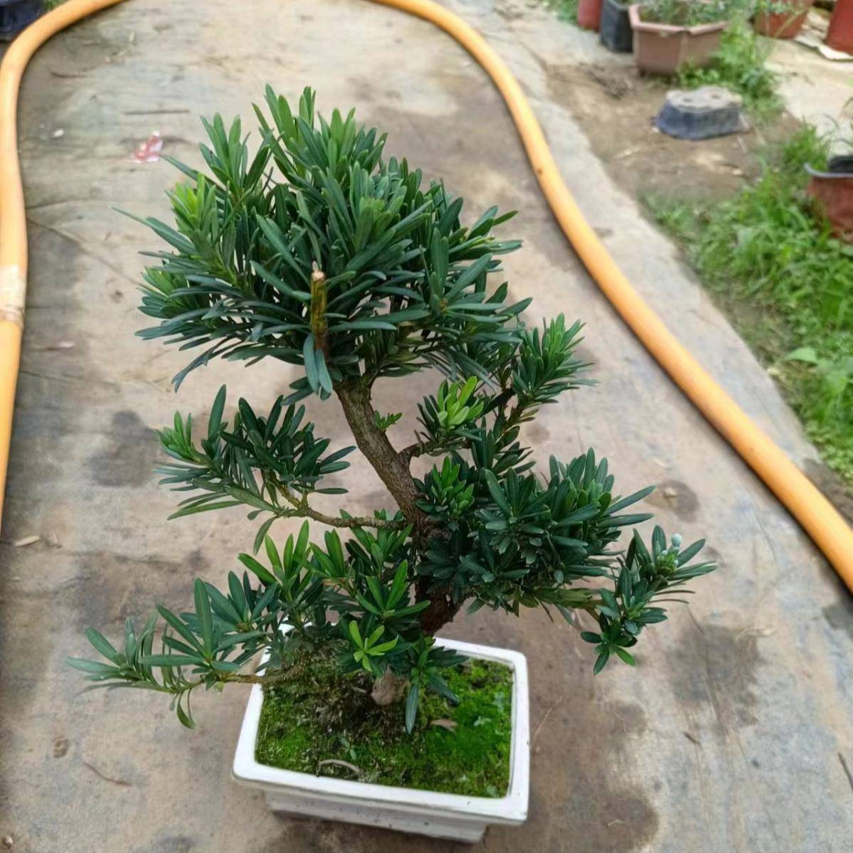 罗汉松盆栽小叶雀舌罗汉松绿植花卉室内造型树苗老桩阳台常青盆景