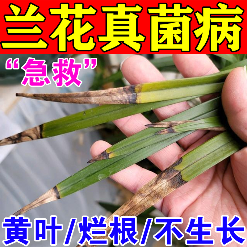 兰花专用肥料治黑斑病黄叶焦尖发黑烂根兰花杀菌剂植物营养液