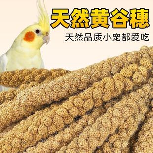 谷穗谷穗子带壳黄谷子玄凤虎皮饲料鸟粮文鸟鸟食仓鼠松鼠粮食