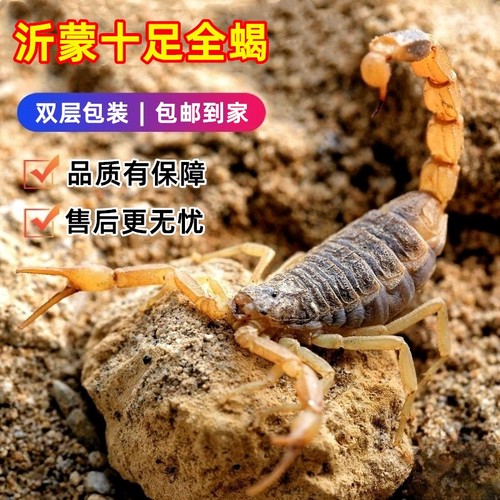 蝎子活体沂蒙山野性十足全蝎活蝎子正宗沂蒙山东亚钳蝎毒蝎子包邮