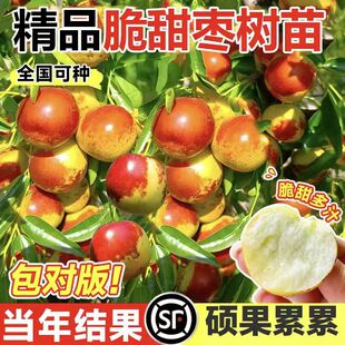 枣树苗嫁接冬枣大红枣果树苗南北方庭院栽种盆栽地栽当年结果好养