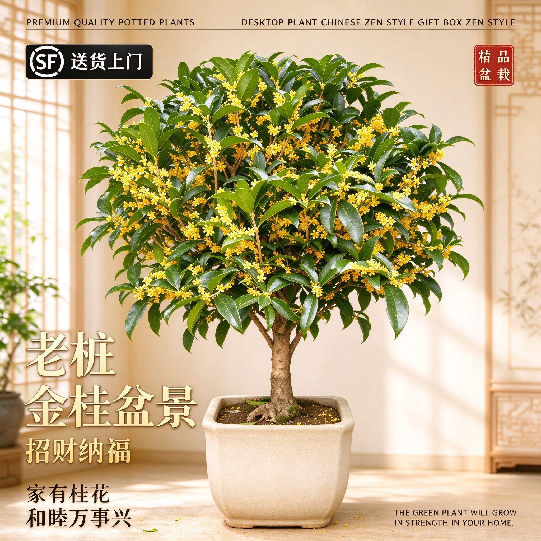 桂花树苗盆栽室内室外绿植阳台庭院植物嫁接金桂丹桂沉香桂八月桂