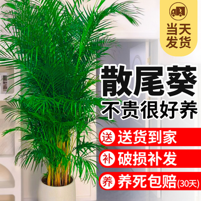 植物散尾葵除甲醛客厅