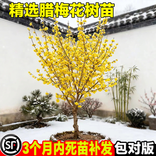 腊梅树地栽庭院耐寒红梅绿梅原生梅花树苗高杆冬季开花浓香型花卉