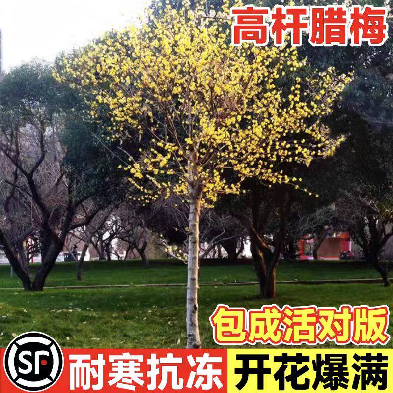 高杆腊梅花树苗丛生庭院别墅耐寒冬季开花卉植物原生浓香素心腊梅