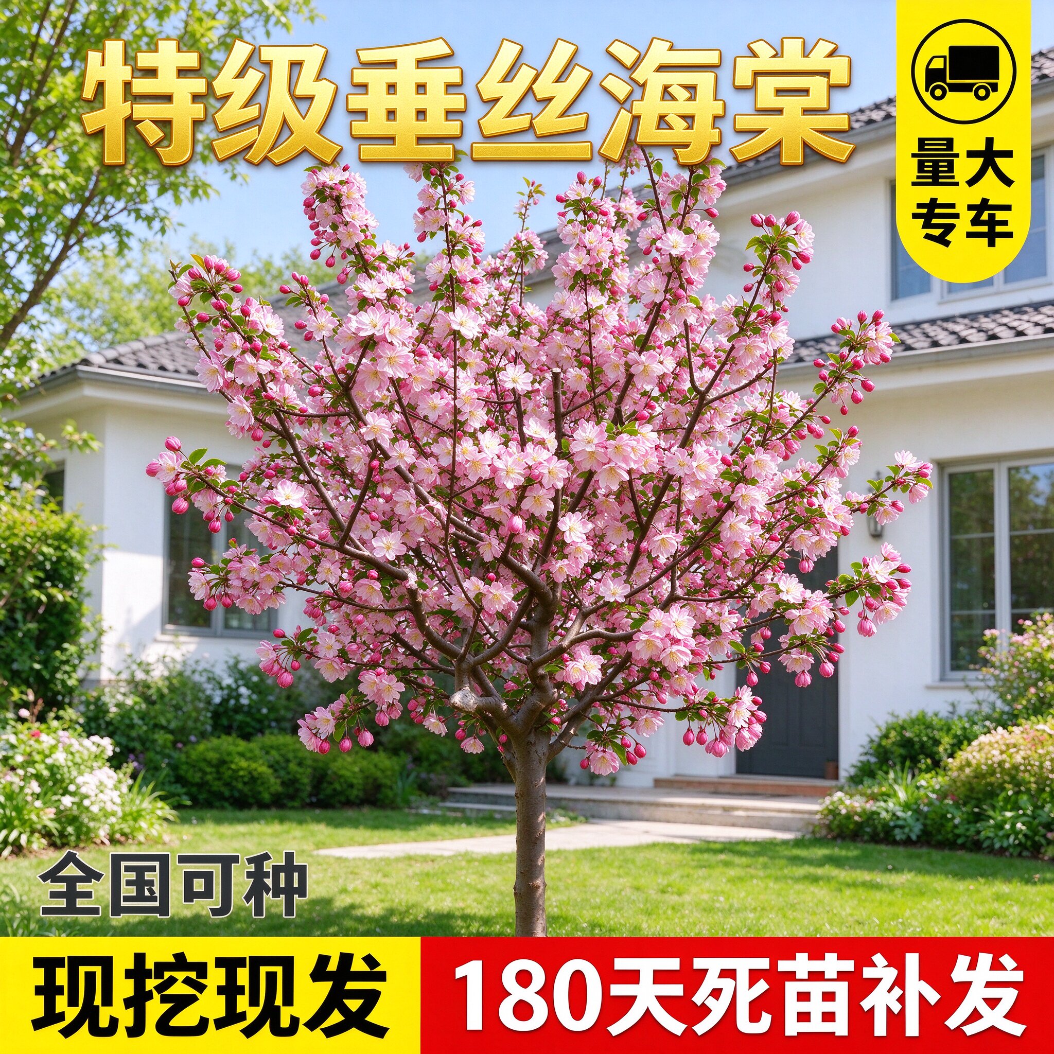 海棠树苗庭院地栽大树北美垂丝西府海棠花卉四季种植耐寒开花植物