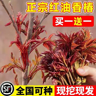 红油香椿苗食用新鲜嫩芽树苗盆栽地栽南北方四季种植矮化香椿苗树