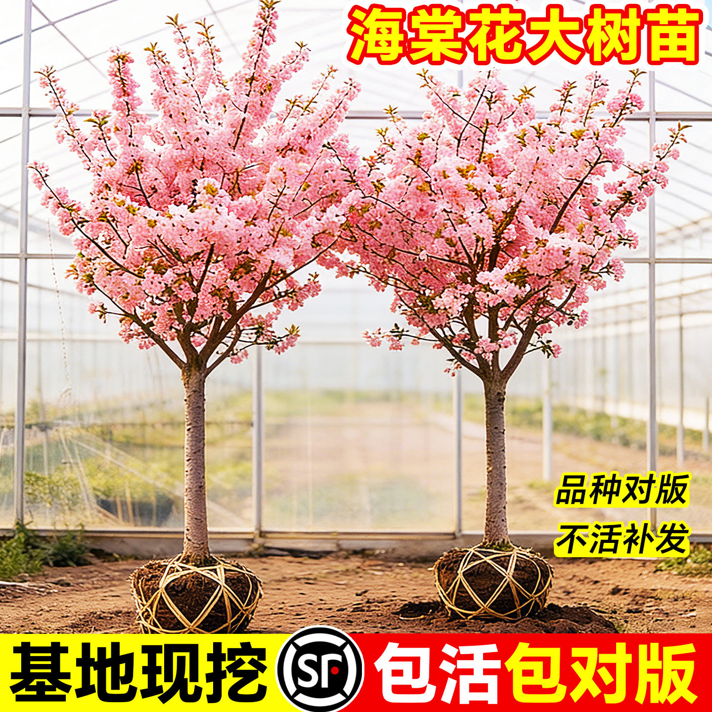 海棠树苗庭院地栽大树北美垂丝西府海棠花卉四季种植耐寒开花植物