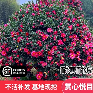 茶梅花树苗植物盆栽室外耐寒花卉老桩四季常青易养活阳台观景植物