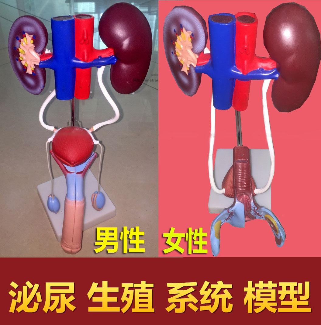 男性女性泌尿系统模型肾脏解剖模型膀胱结构造教学医学解刨教具