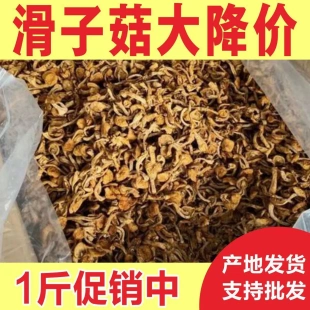 东北滑子菇干货小黄炖鸡煲汤批发黄蘑华子姑滑子蘑油蘑