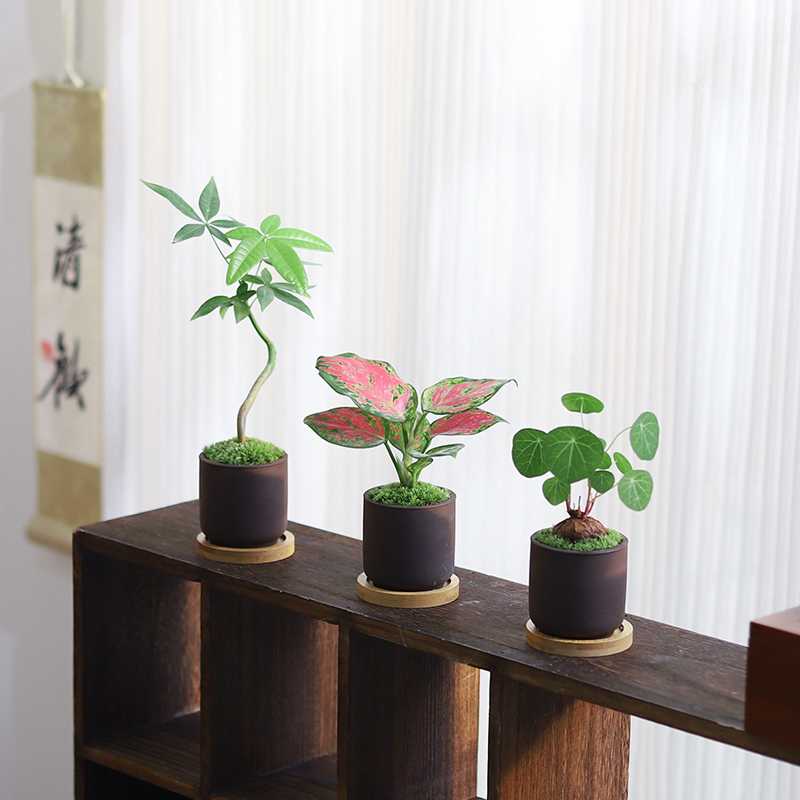 发财树客厅室内好养易活