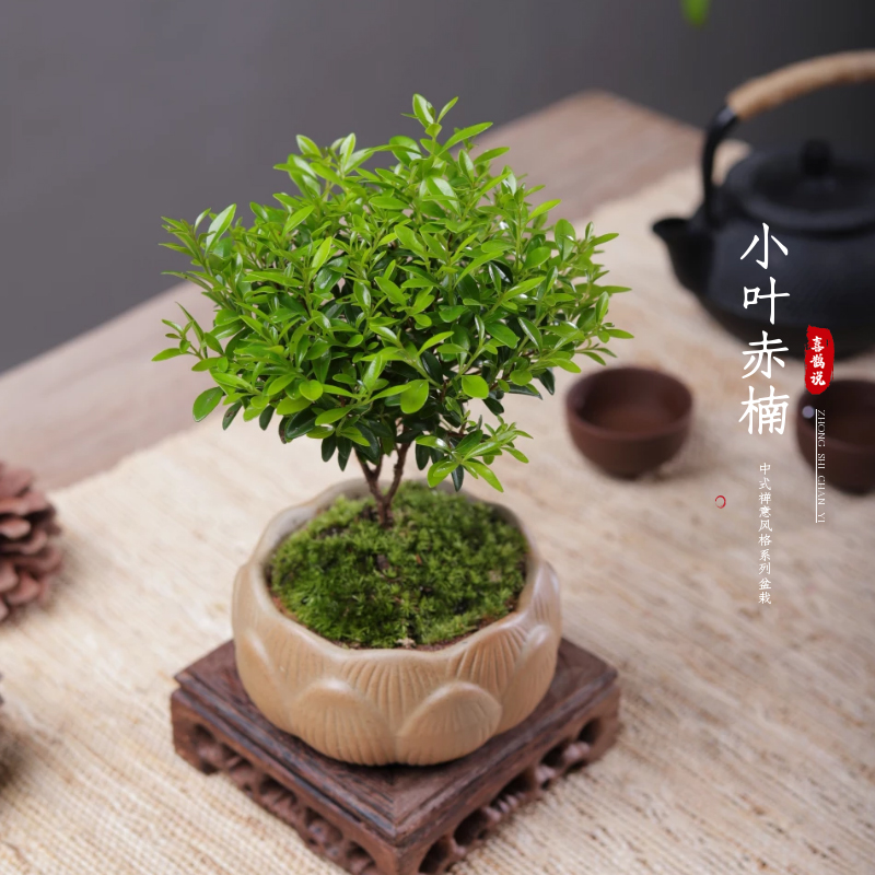 小叶赤楠盆栽室内桌面好养盆景