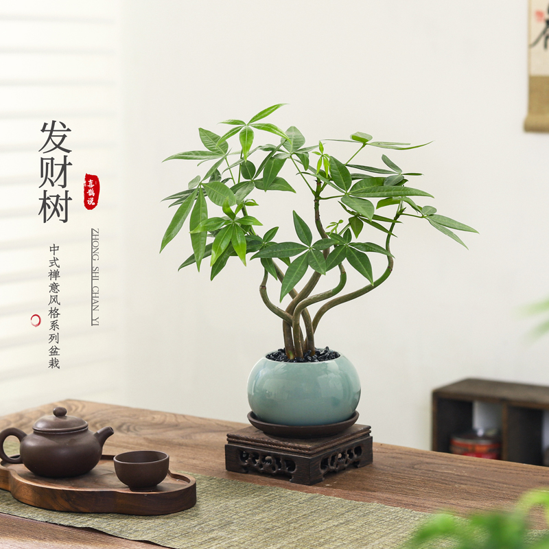 四季常青植物发财树办公室桌面