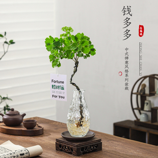 水培福禄桐钱多多盆栽花卉植物客厅室内桌面茶几懒人水养绿植盆景