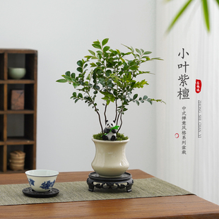 小叶紫檀盆栽植物茶台工位招财室内办公室桌面防辐射绿植四季常青