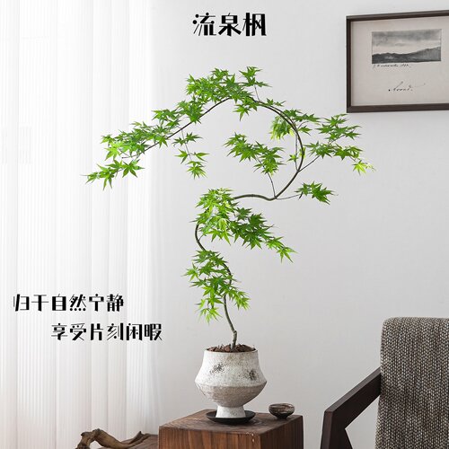 网红流泉枫！自带瀑布垂枝