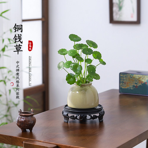铜钱草水培盆栽招财好养