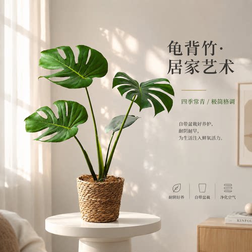 网红绿植！龟背竹子净化空气