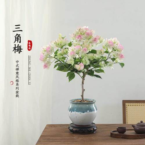 三角梅老桩盆栽带花耐寒客厅