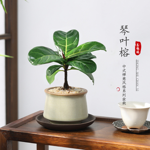 琴叶榕盆栽室内客厅办公室桌面绿植花卉四季 好养植物净化空气盆景