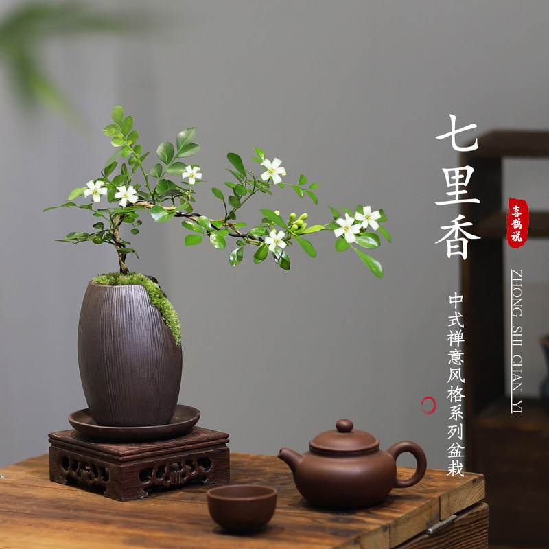 飘枝七里香造型盆栽九里香中式客厅绿植室内花卉净化空气好养盆景,鲜花速递/花卉仿真/绿植园艺,绿植,淘宝优惠券,粉丝福利购,淘宝优惠卷
