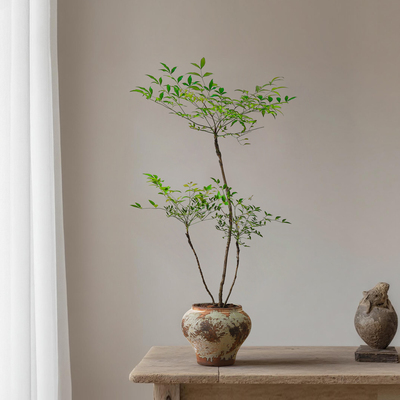 喜鹊说南天竹盆栽净化空气绿植